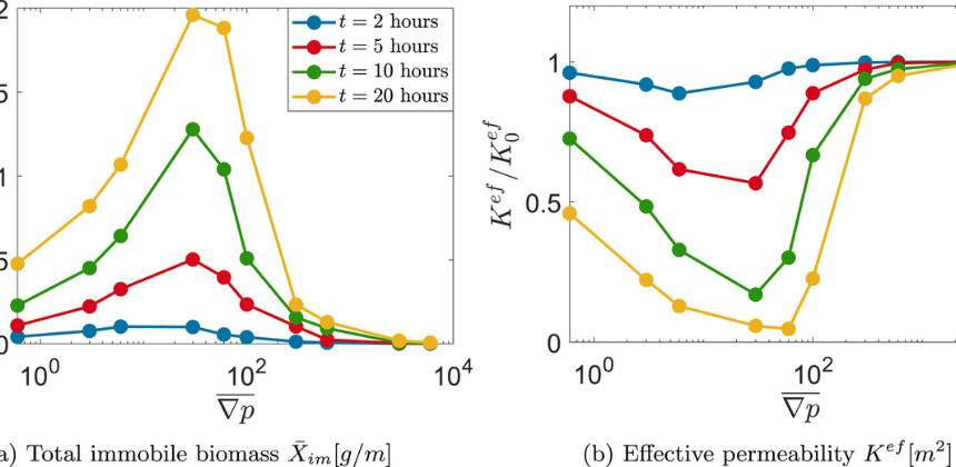 Pore-Scale Coupling of Flow, Biofilm Growth, and Nutrient Transport: A Microcontinuum Approach